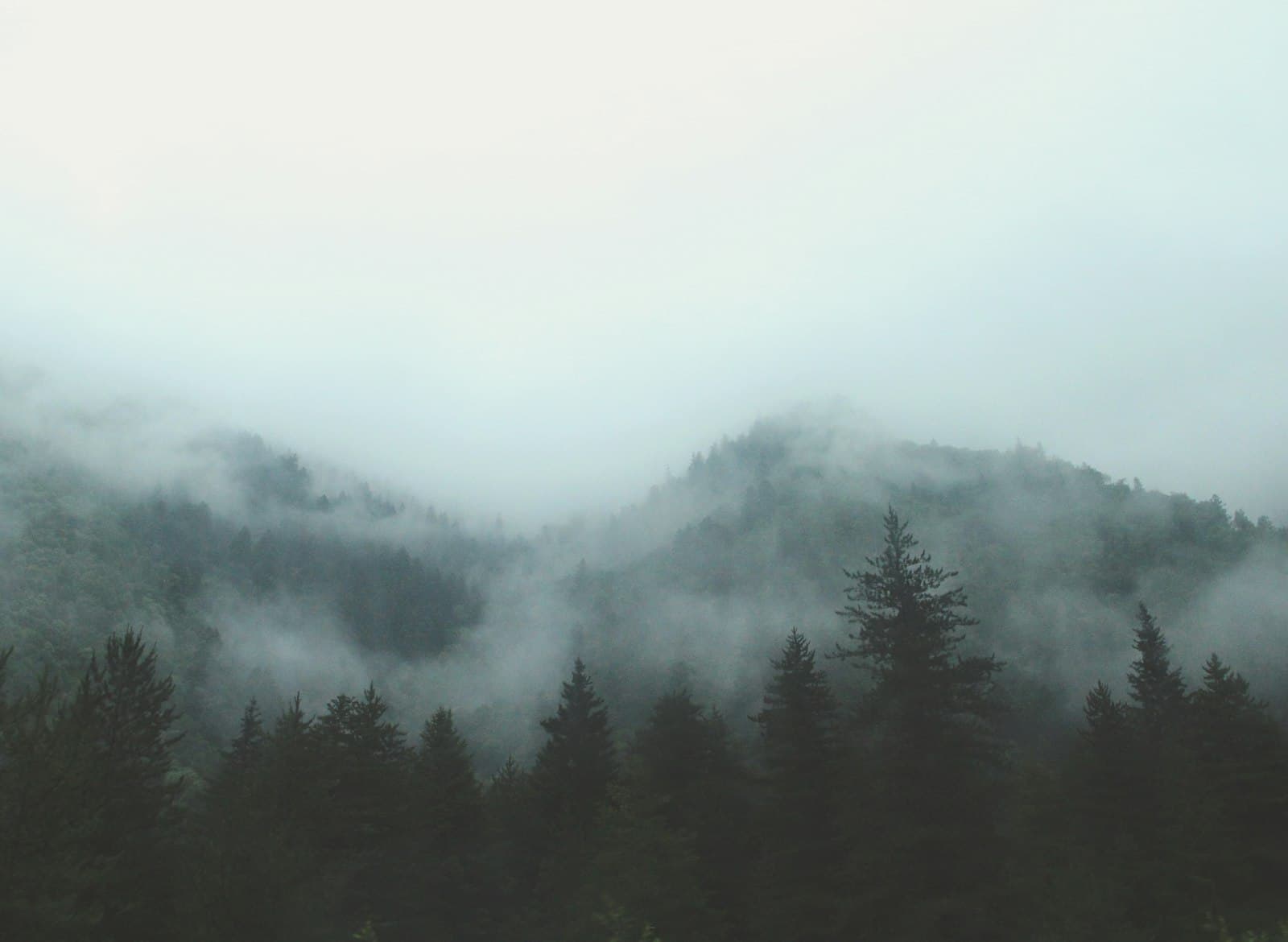 A vast, mist-shrouded ancient forest rising like the world-tree