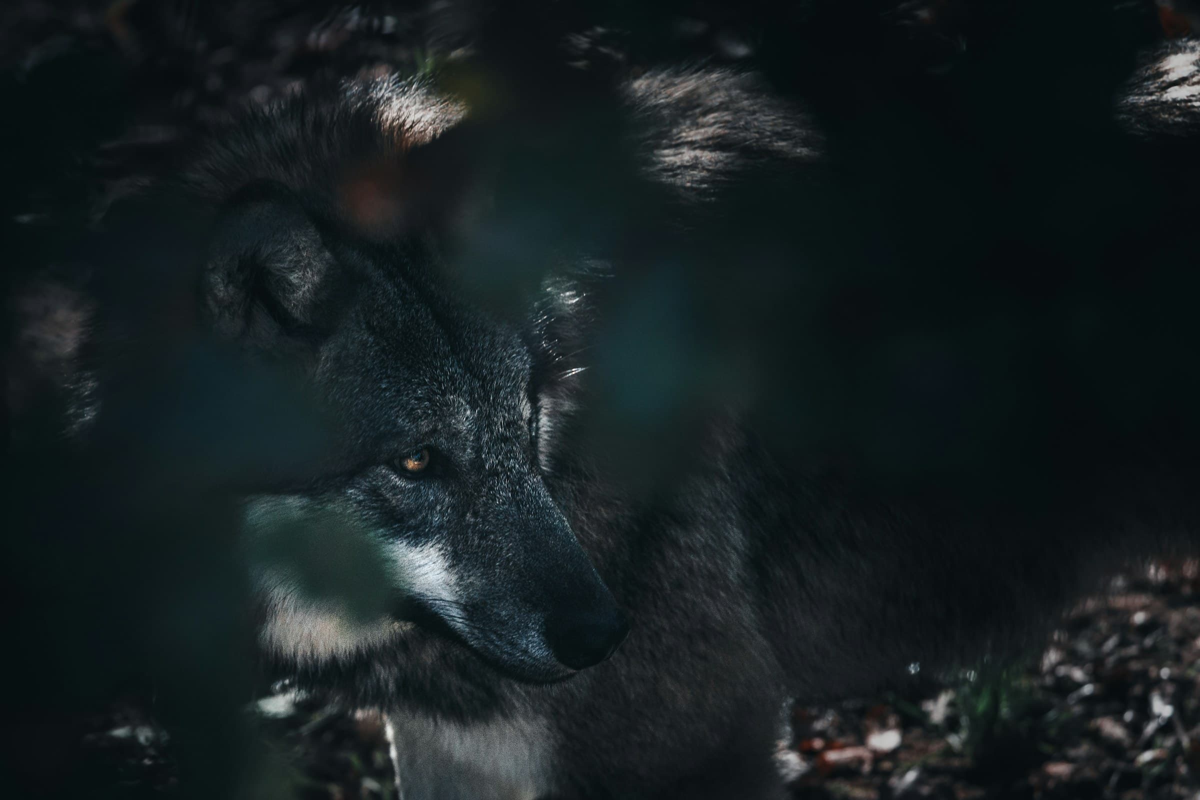 A wolf half in shadow in low forest light